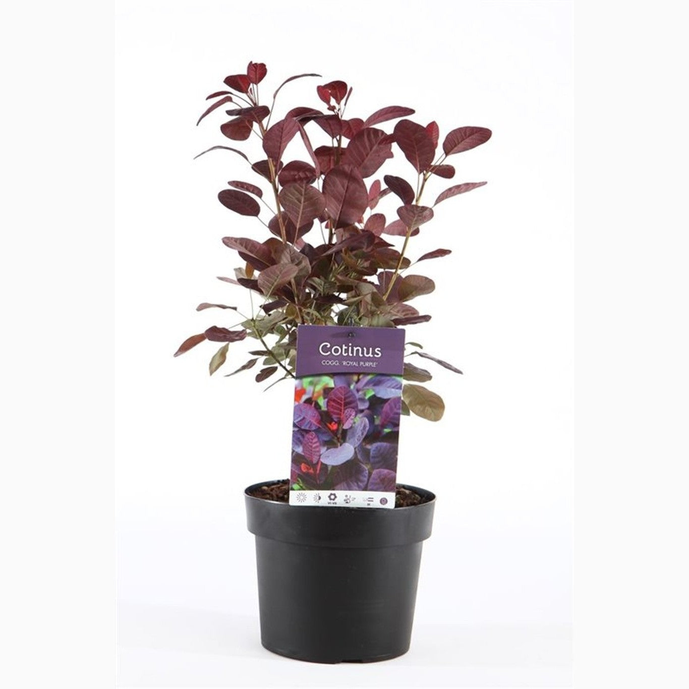 Perukbuske – Cotinus coggygria 'Royal Purple' - C3